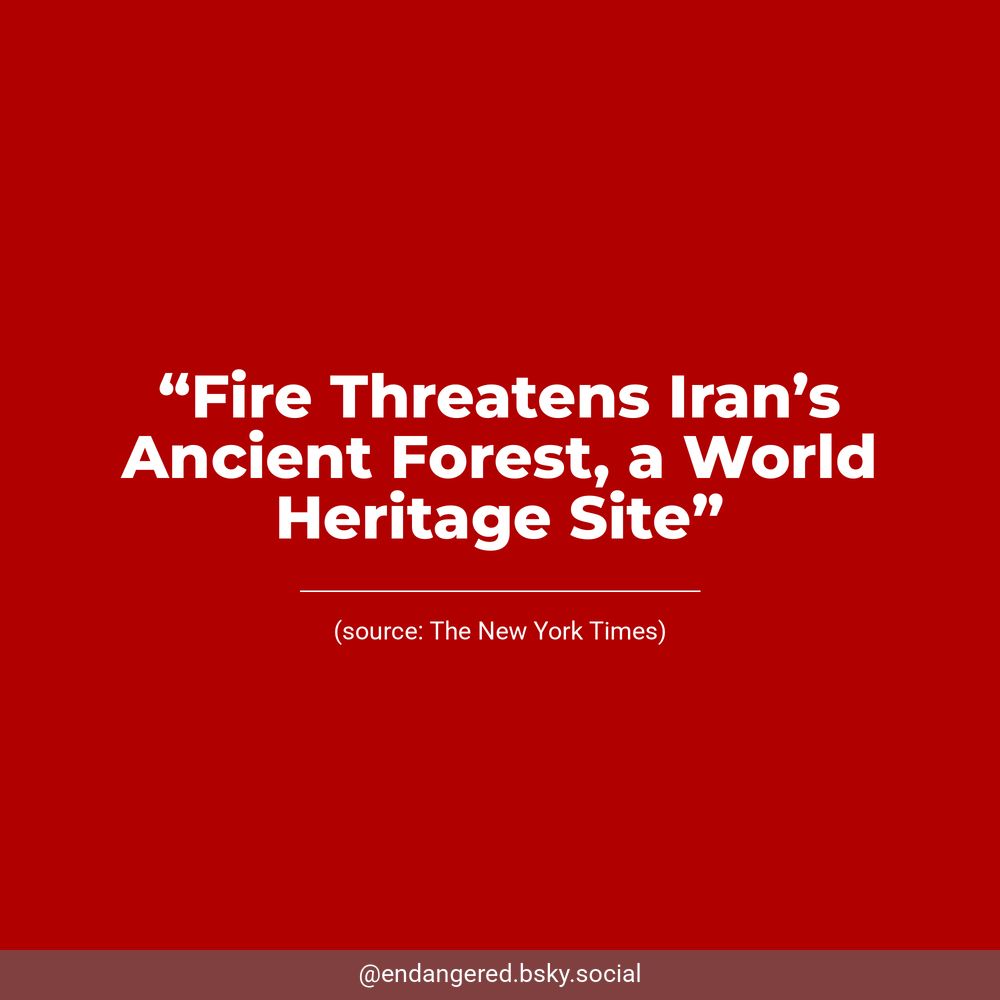 White text on a dark red background reads, “Fire Threatens Iran’s Ancient Forest, a World Heritage Site”. Underneath, The New York Times is listed as the source.