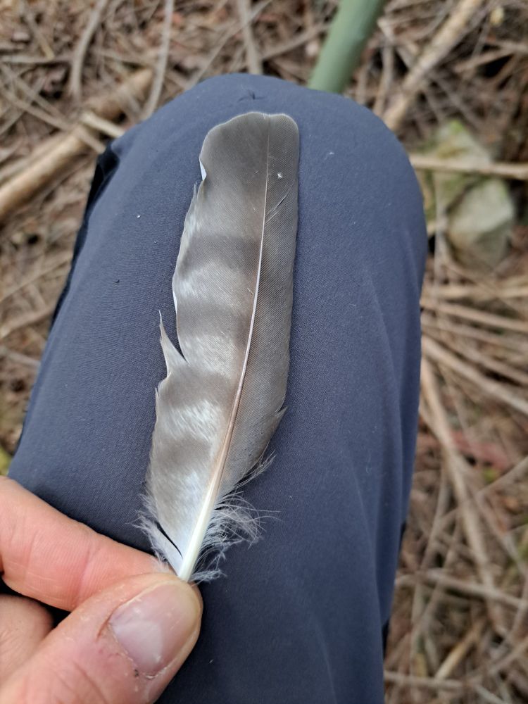 Moulted female secondary feather below the nest