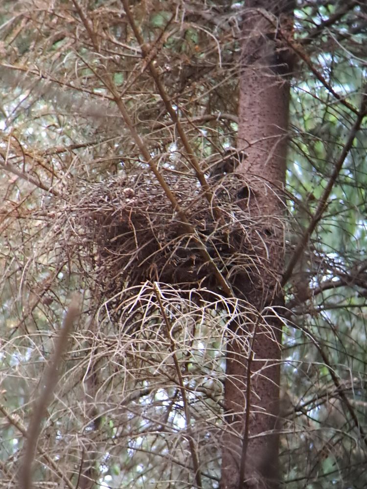 Female sparrowhawk on a nest, with just her tail visible