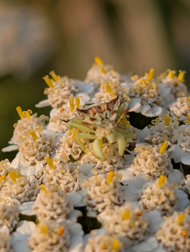 Phymata americana 'Jagged ambush bug' is well camouflaged on a white flower