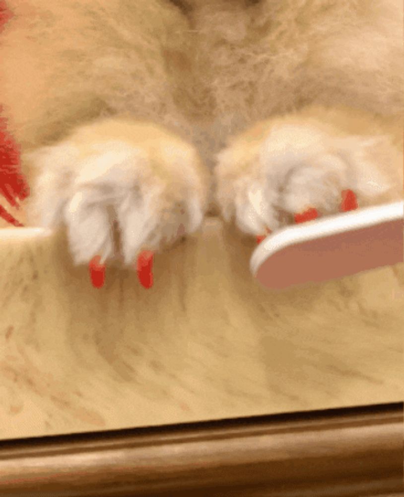 a close up of a cat 's paws with red nail polish