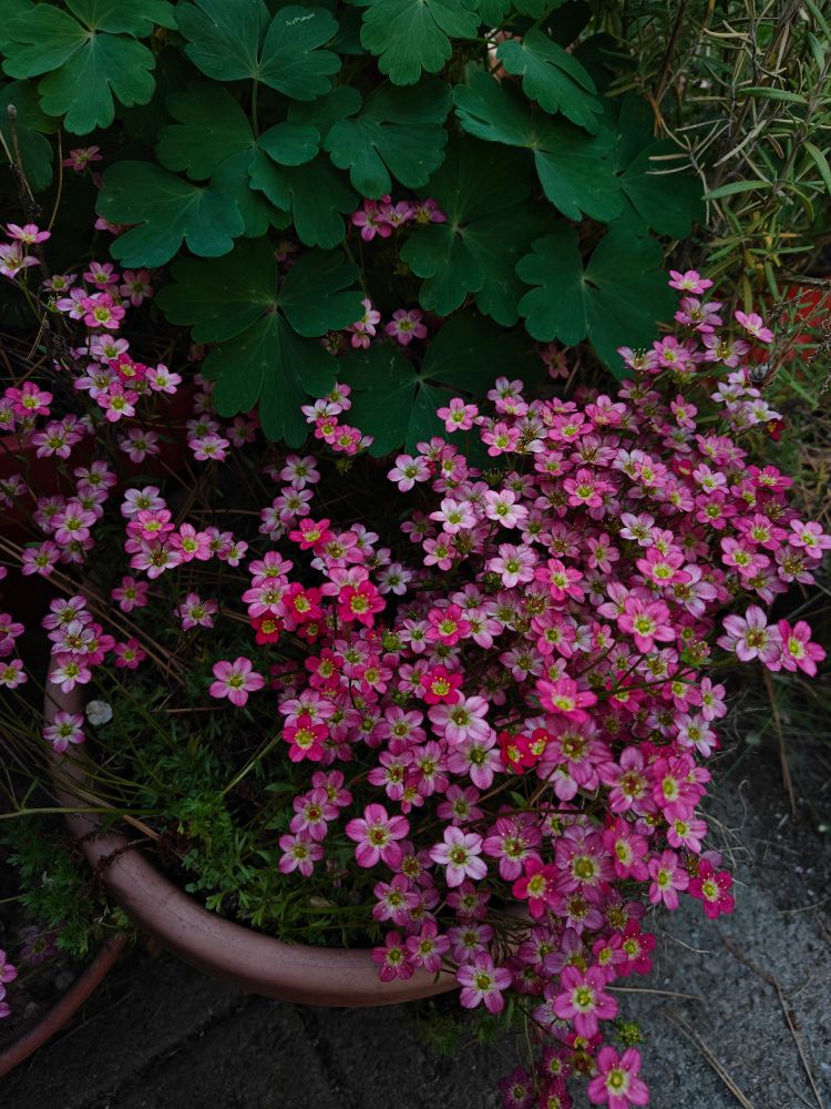 I bought these last year in the dead and dying flower area of the store. A new pot and they were like this all summer and came up early spring. Little pink flowers 