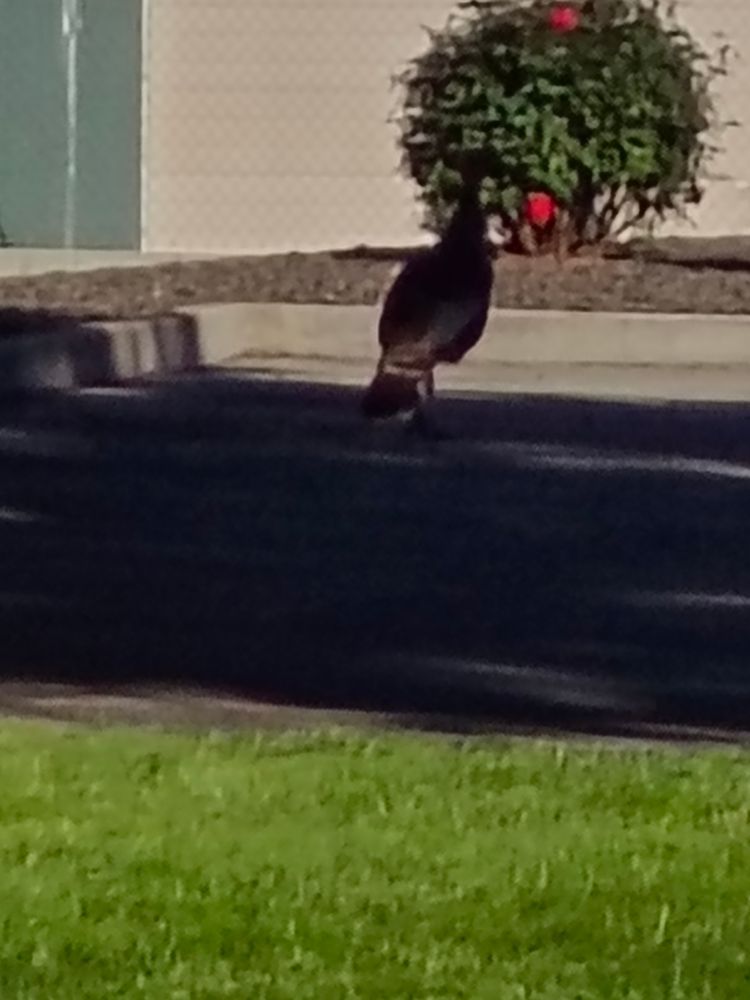 Blurry picture of a male turkey 