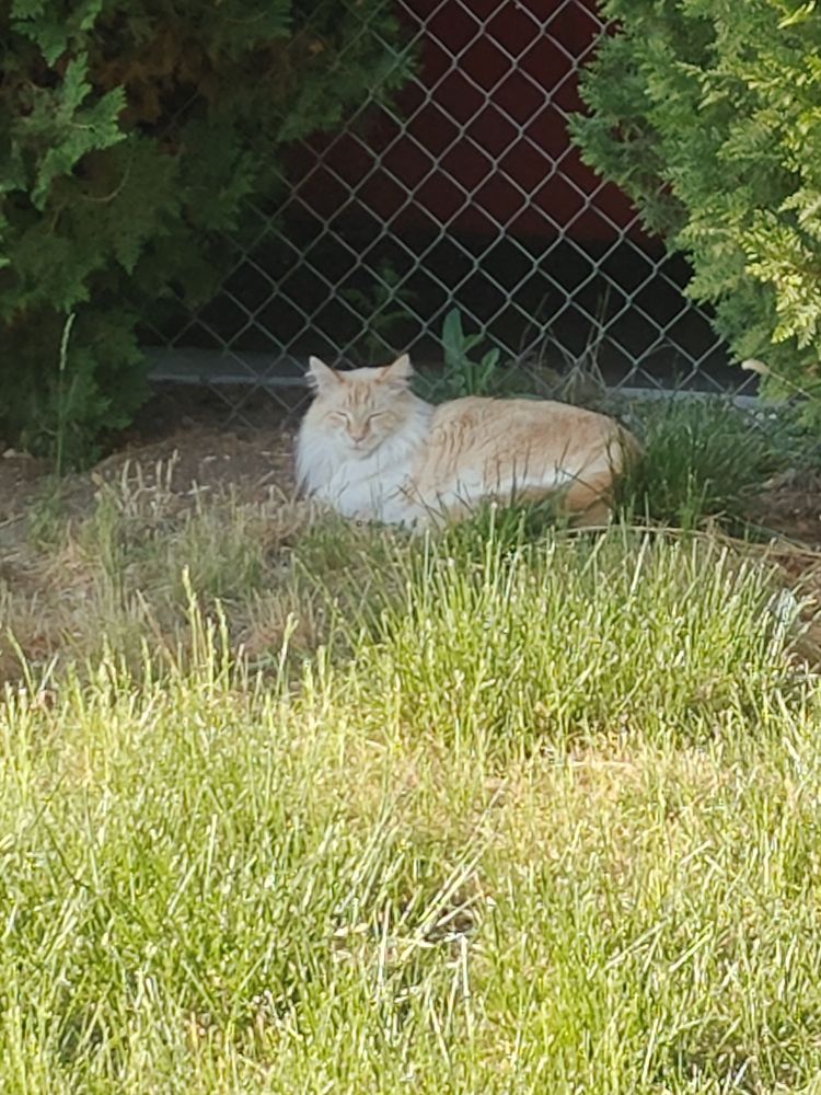 Happy cat in the grass 