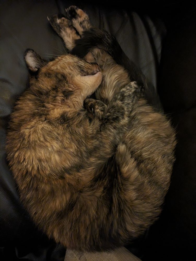 Our cat, a tortoise shell, almost folded in two and sleeping contentedly.