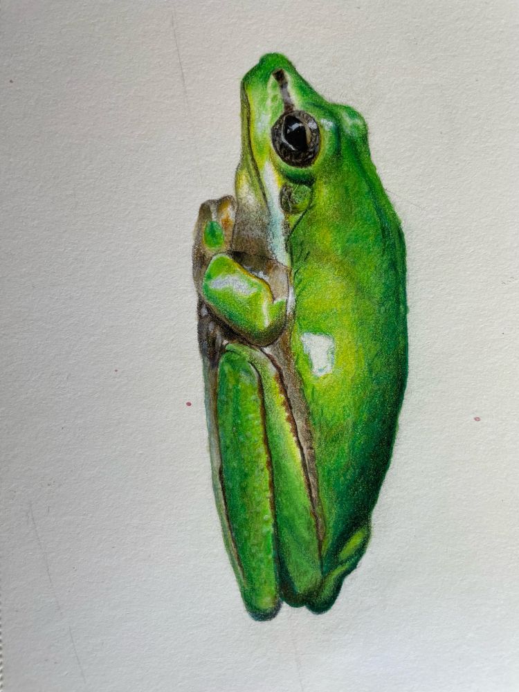 Multimedia drawing of a Northern Dwarf Tree Frog Litoria bicolour, from a photo by David Clode in Northern Queensland, Australia. The frog is mostly green, sitting vertically on a stalk. The drawing was made with Polychromos coloured pencils, over Copics. My first time using Copics as a base layer under the pencil, and as you’ll see in the progress pics, the Copic layer was kinda messy, but saved me a bunch of time!