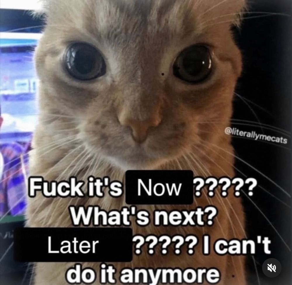 orange cat pic saying “fuck it’s now????? what’s next? later????? I can’t do it anymore”