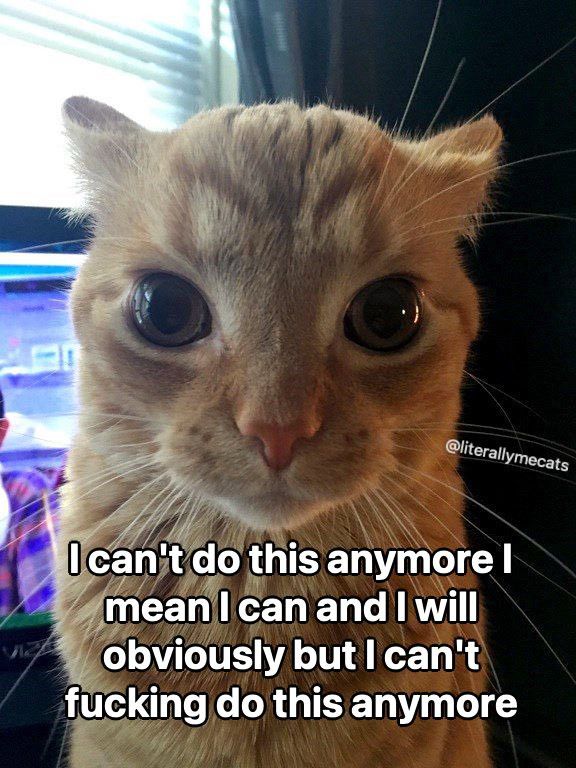 picture of a cat with text that says “I can’t do this anymore I mean I can and I will obviously but I can’t fucking do this anymore”