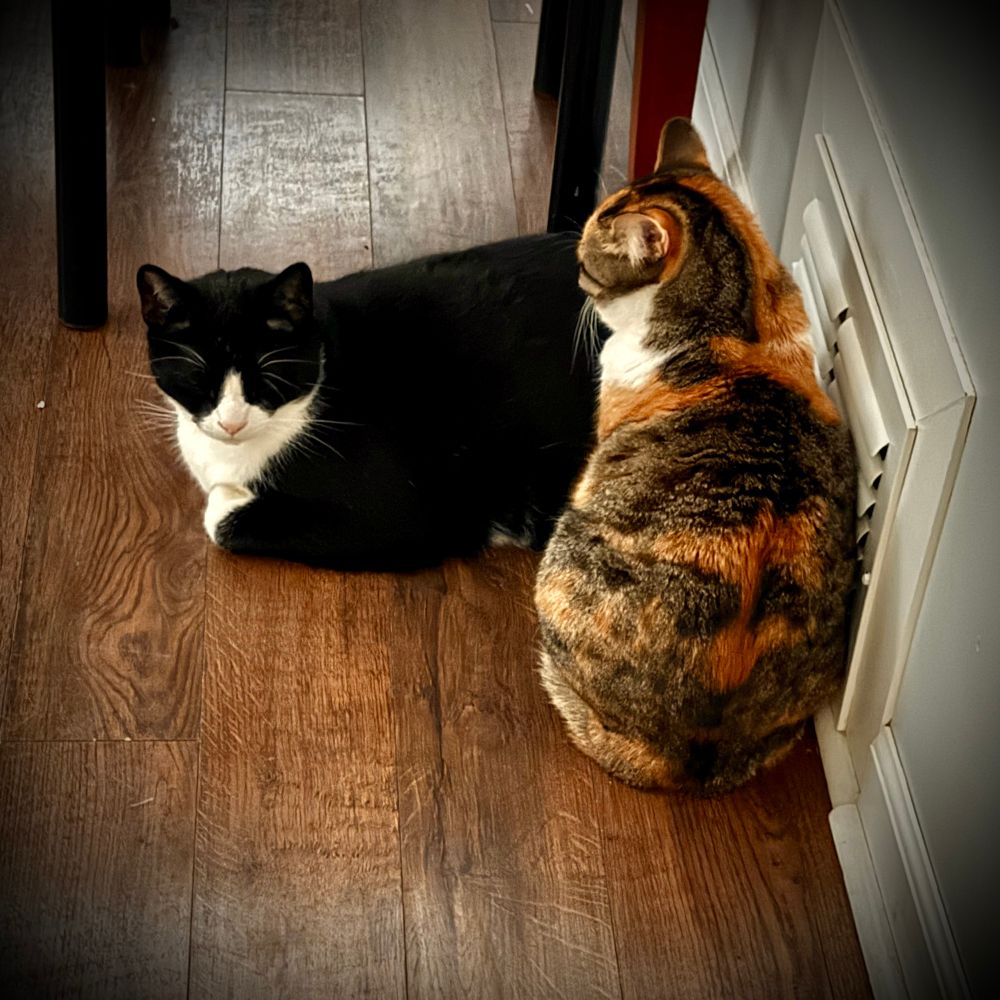 Two cats sit on a wooden floor, huddled against a white wall vent. A tuxedo cat is on the left, lying down with its eyes partially closed. A calico cat on the right sits upright with its back turned. 