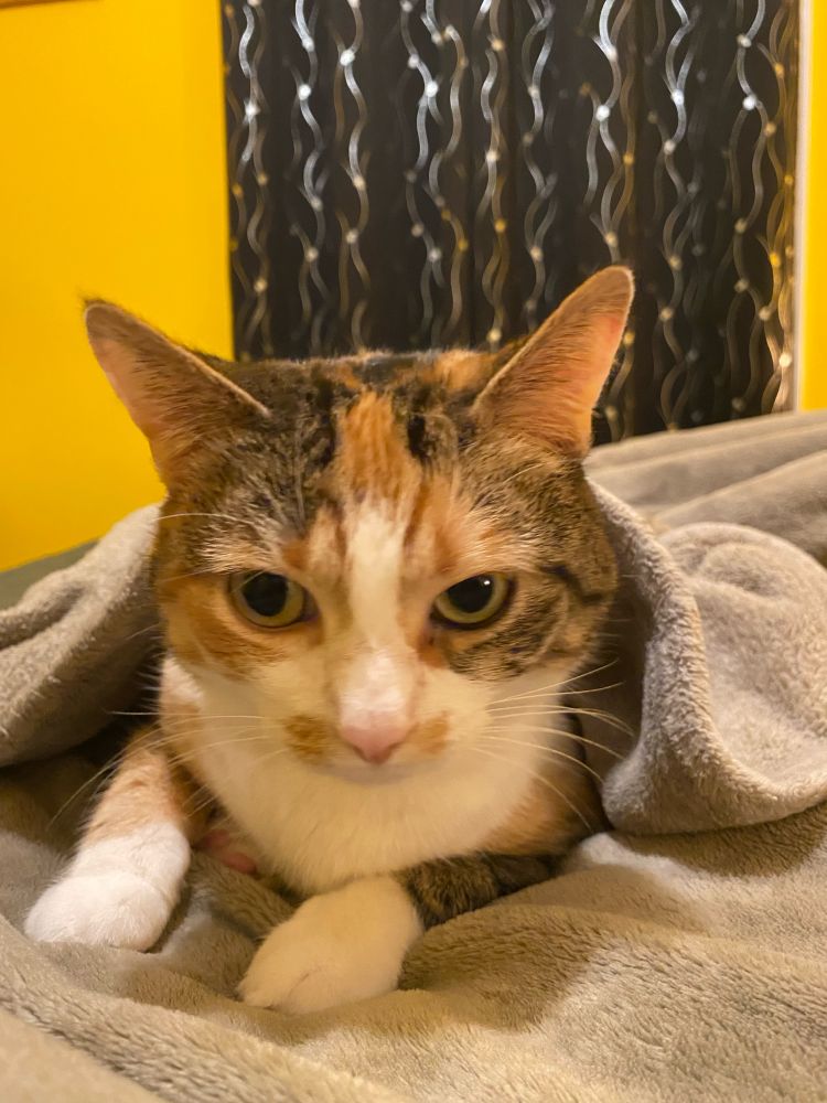 A calico cat peeks out from under a light-green blanket. 