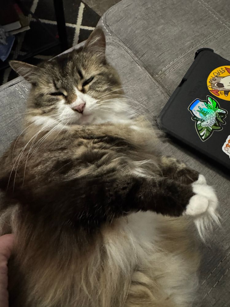 The same cat, now rolled off the iPad on the couch. She is  so extremely fluffy she appears fatter than she is. Her front paws are clearly visible, revealing a startling half inch or so long hair that extends between her toes.