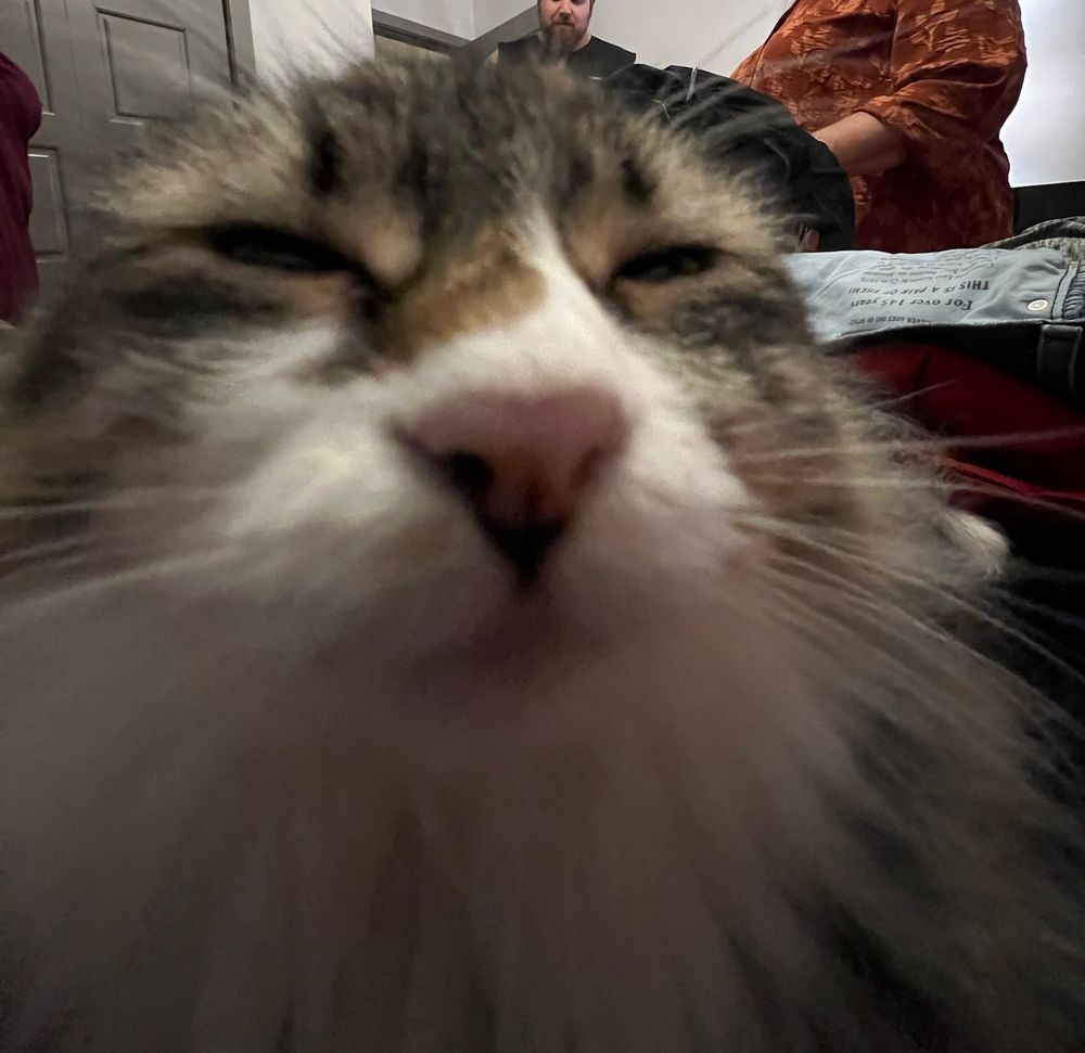 A photo of a cat that is very close to the camera and squinting at the camera in a comical way.