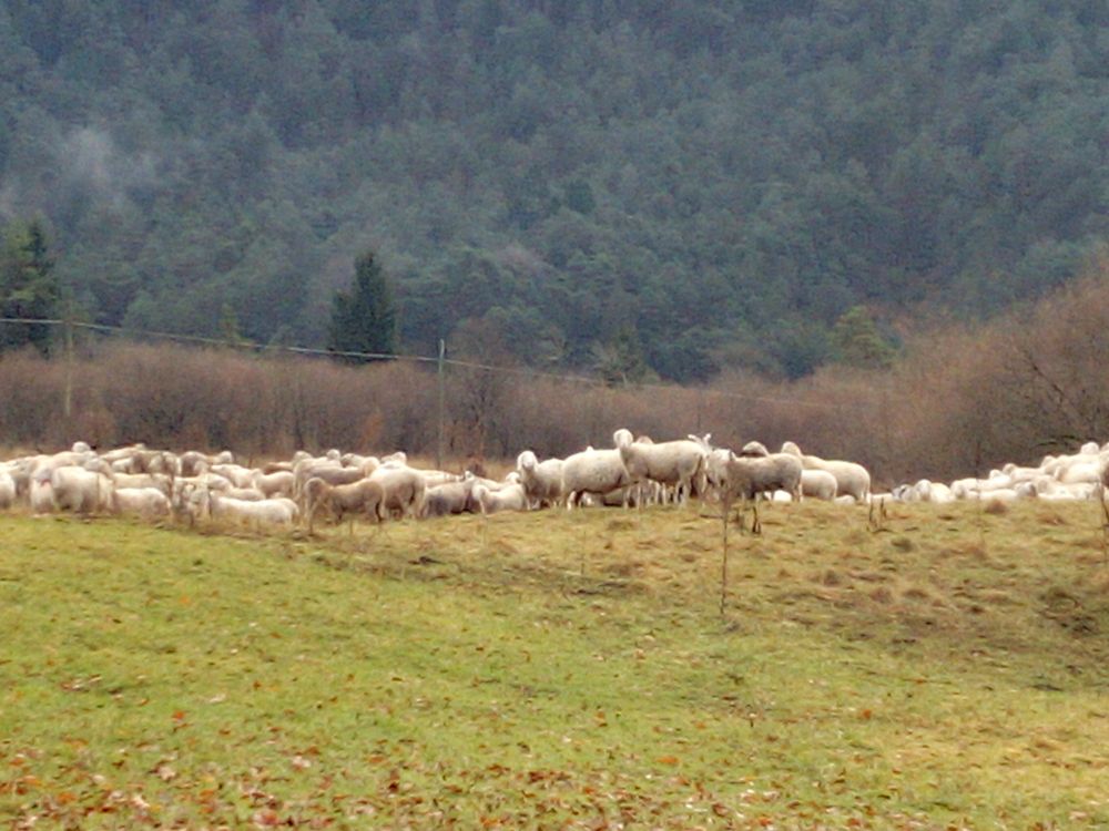 Green grass in the foreground, a line of white sheep in the middle, hazelnut trees, and the tree-covered slopes of a mountain fill the background.