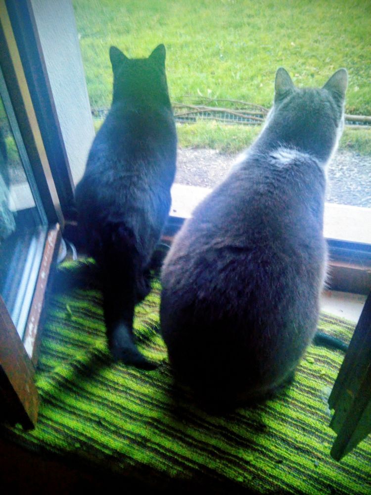 A black cat on the left and a grey and white cat on the right sit on a striped green and black mat at an open wi dow. They are looking out onto grass and, perhaps, wondering if it is worth going out into the cold.