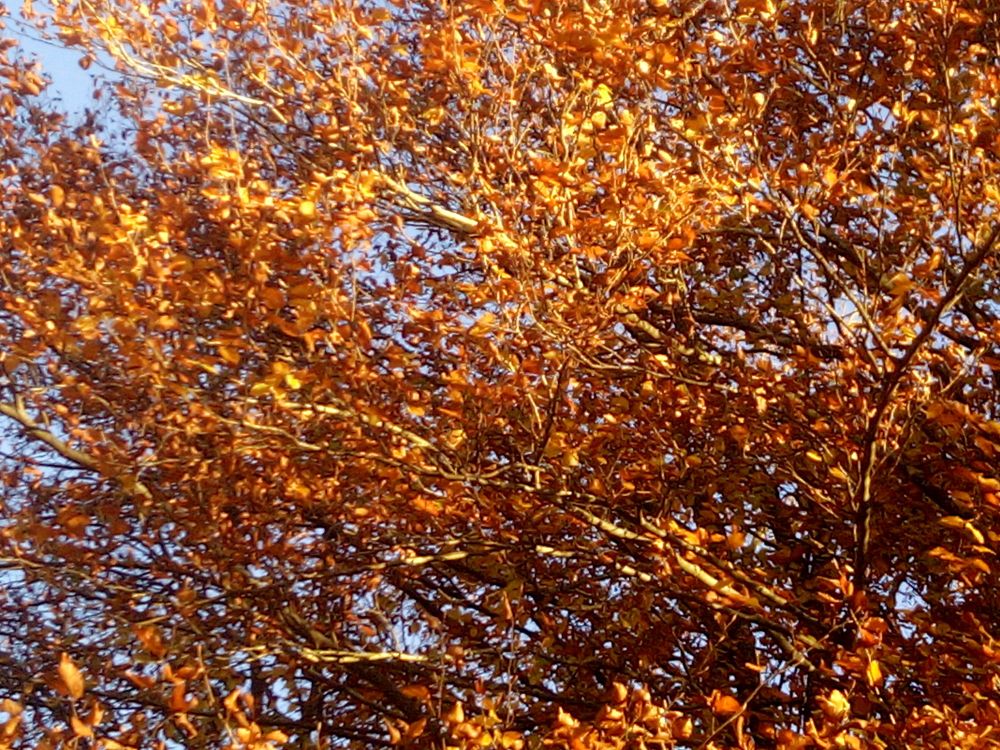 Frame filled with the copper coloured leaves of a beech tree. Blue sky behind.