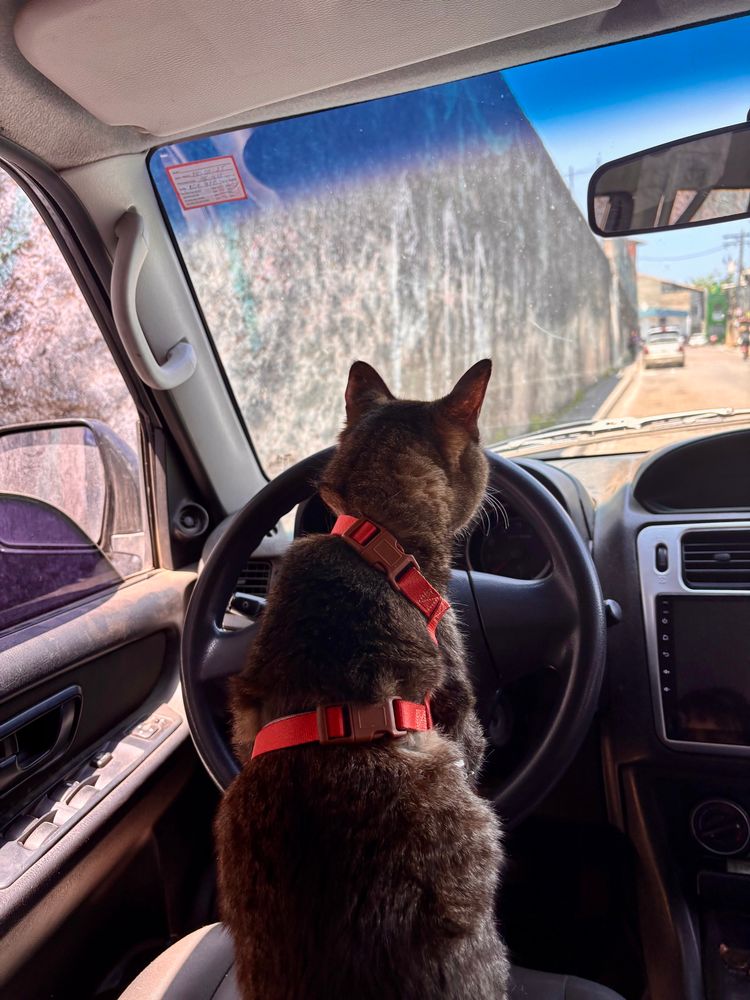 Gato srd rajado de pé no banco do carro com as patas dianteiras ao volante 