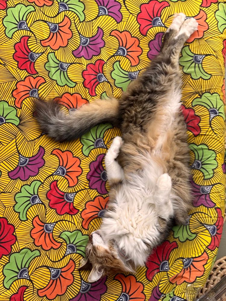 Gato dormindo de barriga pra cima e perninhas esticadas e cruzadas tal qual uma bailarina 