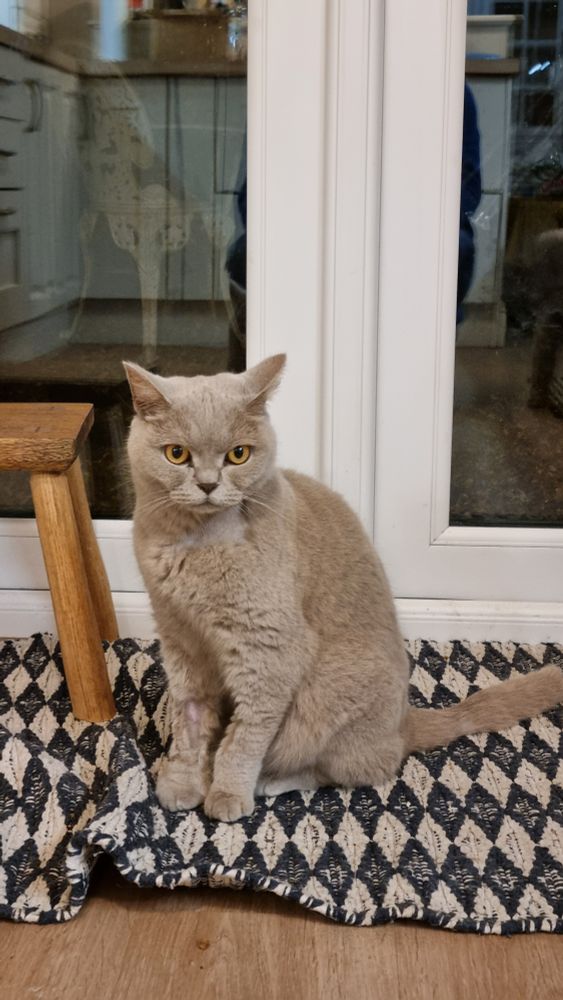 Lilac British Short Hair cat