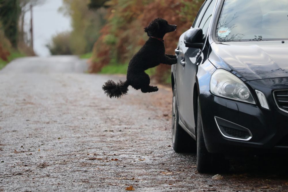 Black miniature poodle performing levitation beside a car