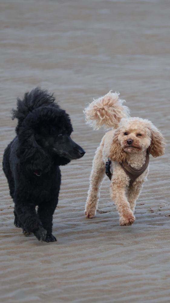Black miniature poodle, and apricot toy poodle strolling on the beach together