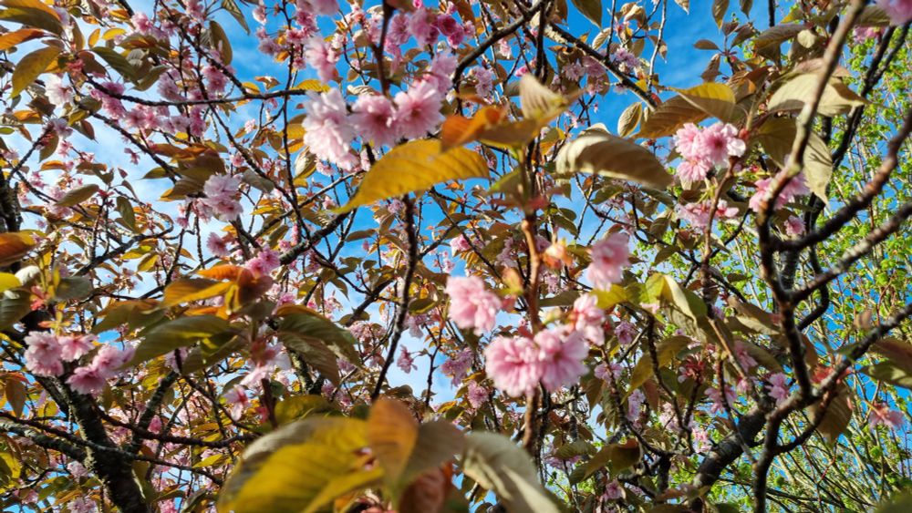 Tree with pink blossom