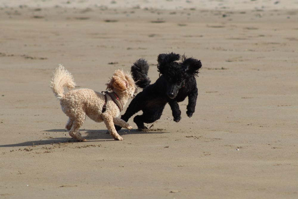 An apricot toy poodle and a black miniature poodle playing on golden sand