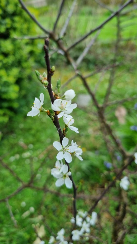 Tree with white blossom