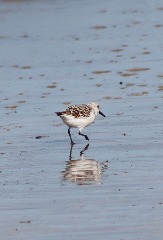 Sanderling walking along shoreline, with its image reflected in the shallow water. 