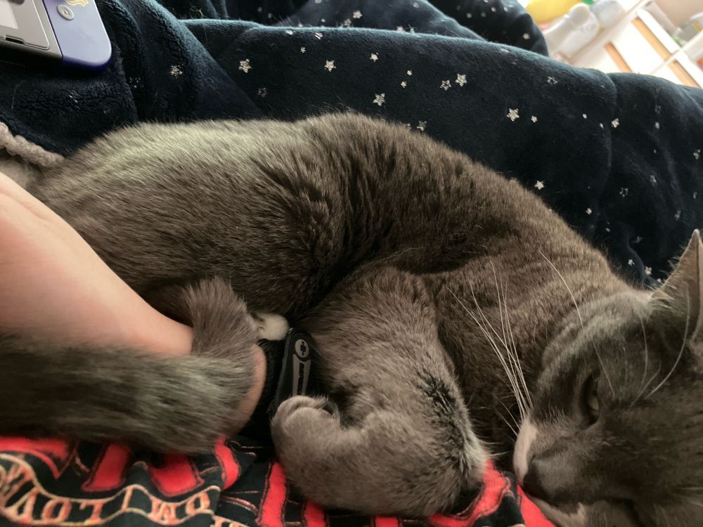 Image of a grey cat curled around a person’s arm