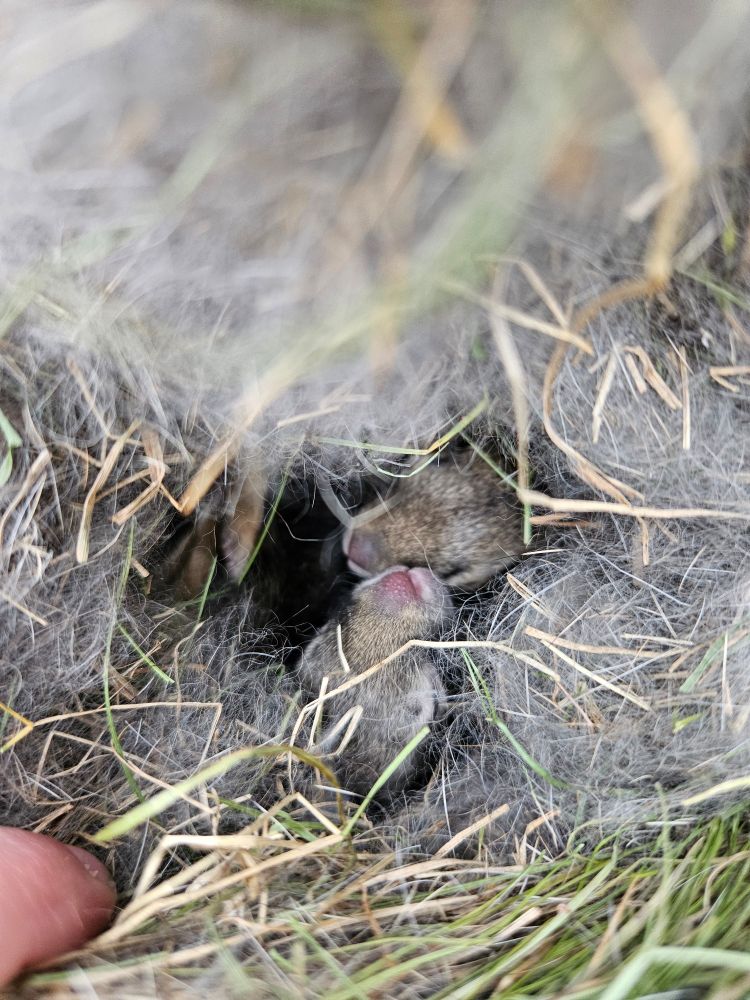 Wild baby bunny noses in their nest