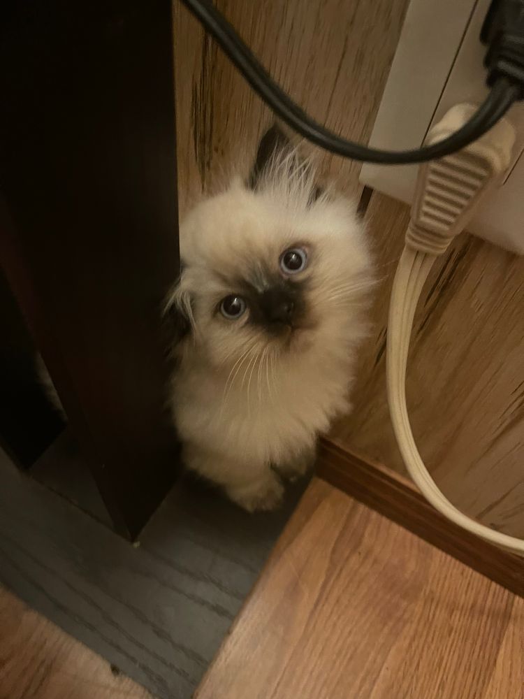An 8 week old kitten peeking out from around a corner and looking straight up at the camera.