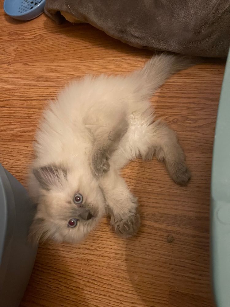 An 8 week old kitten lying on the floor while kicking its paws to play and looking straight up at the camera.