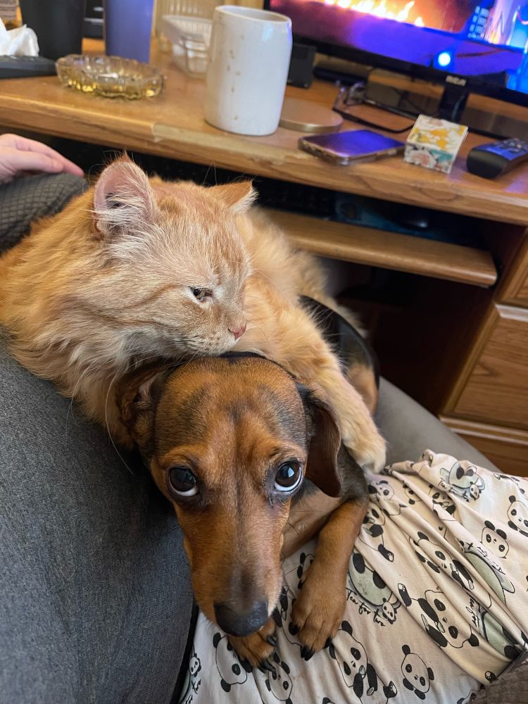 A fluffy orange housecat is nestled on top of and with its front legs around the neck of a cute miniature dachshund. The dachshund is looking up at the camera.
