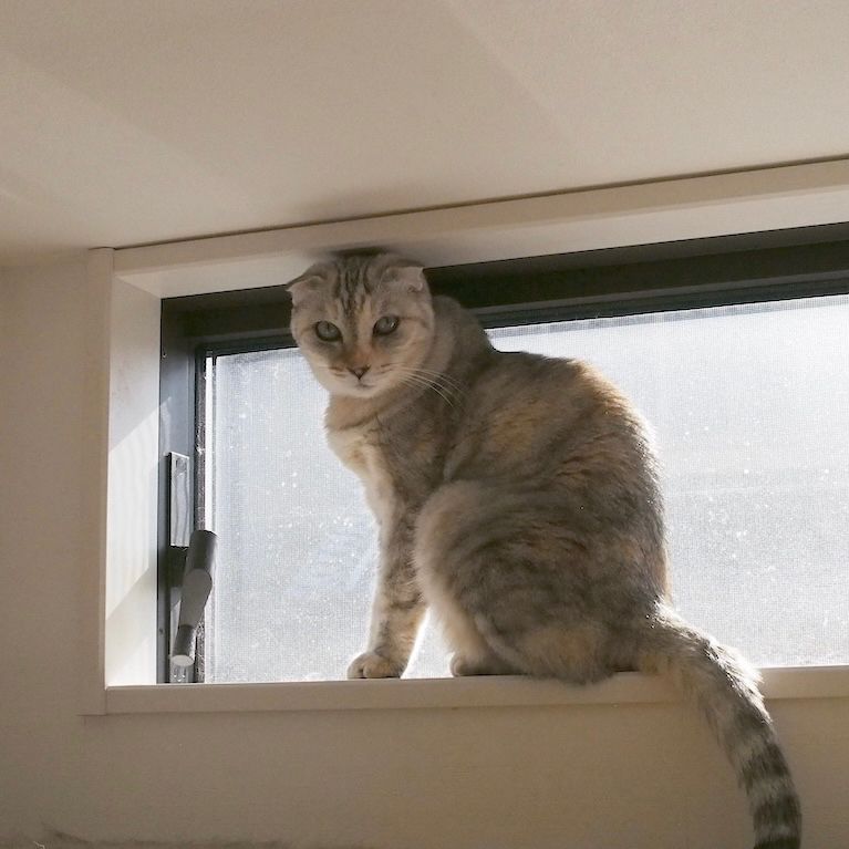 ねこ