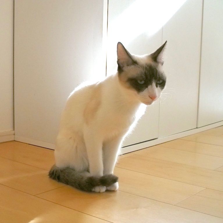 寝落ち三秒前ねこ