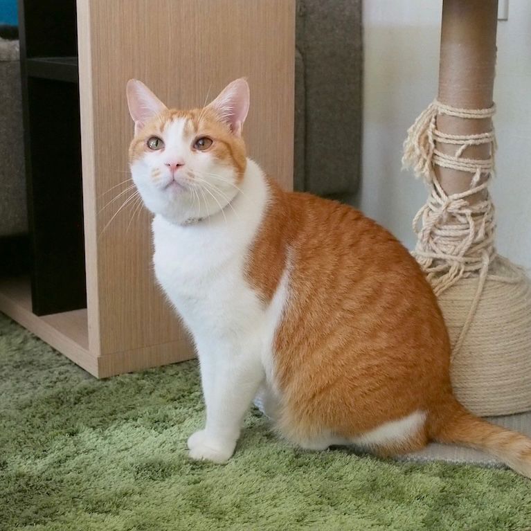 おすわり猫