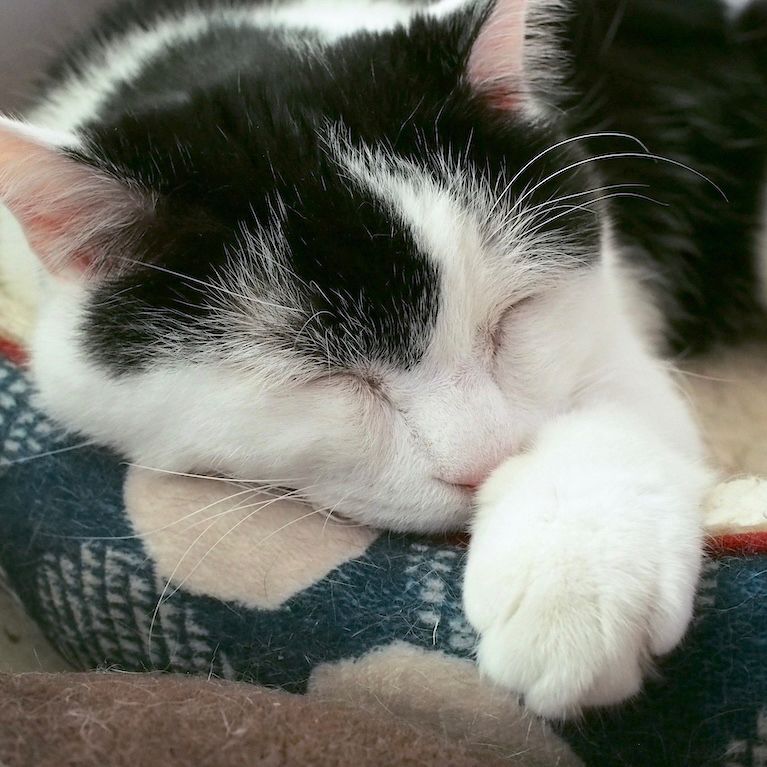 寝る猫