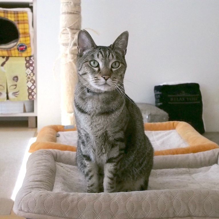 おすわり猫