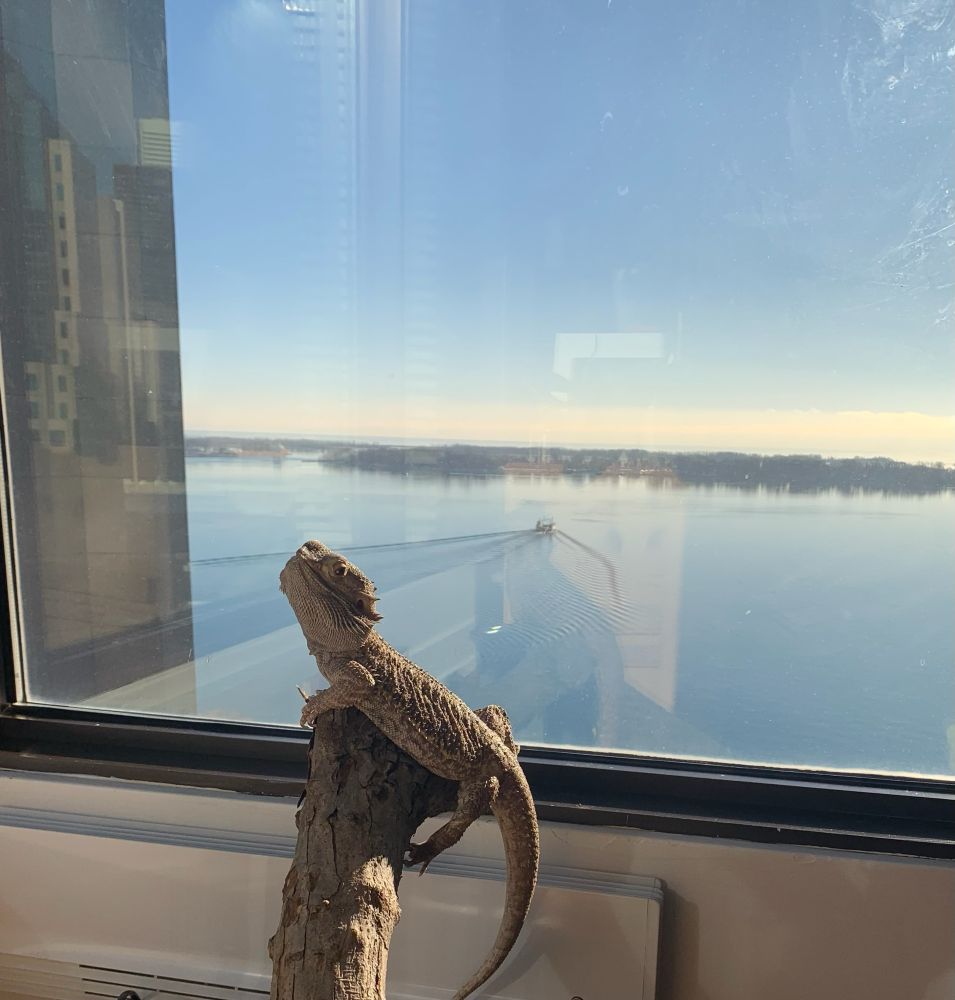 Our Bearded dragon named Jack enjoying the blue sky and sunshine.

