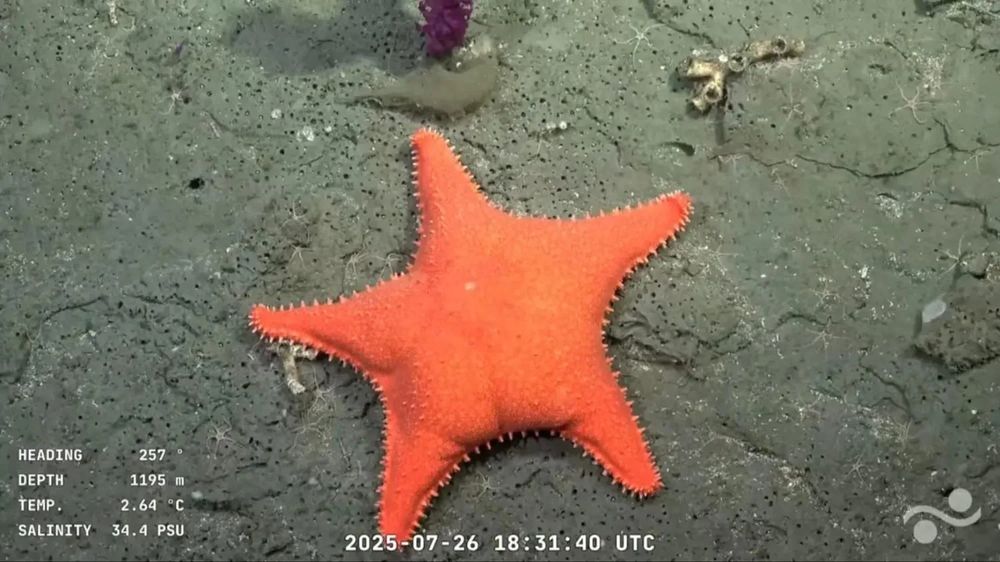 Fotografía de una estrella de mar que parece que tiene nalguitas