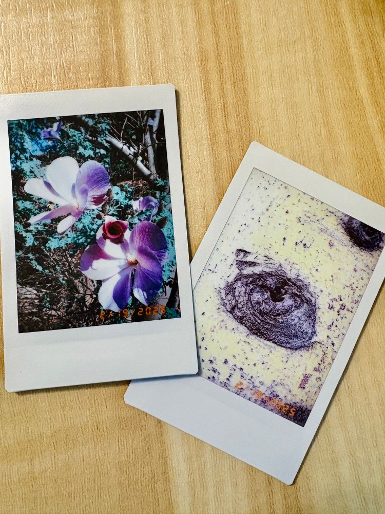 Two small instant film pictures laying in a tan wooden table. One picture is of there’s purple flowers up close and the other is a tree trunk with a knot that looks like an eye. 
