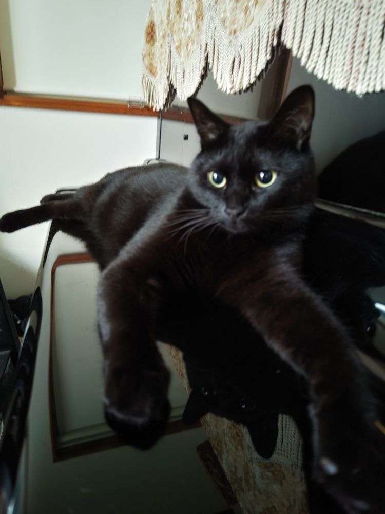 黒猫がピアノの上で横になっています