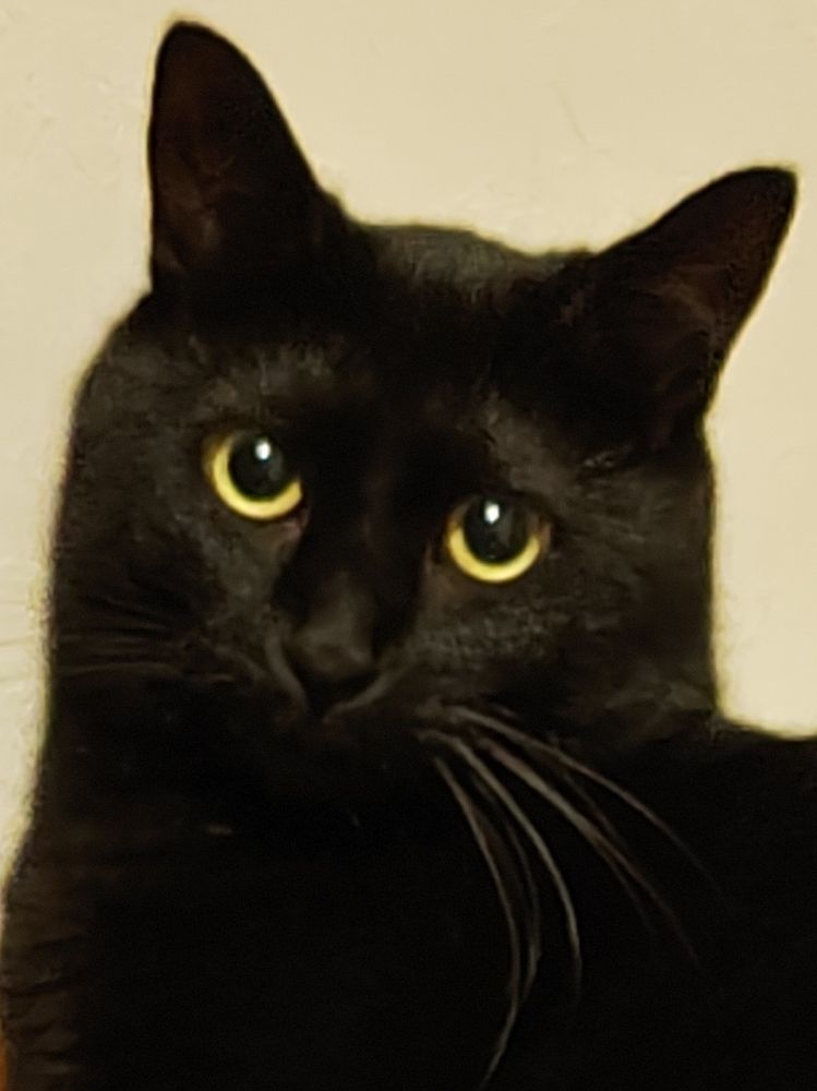 黒猫が正面を向いています