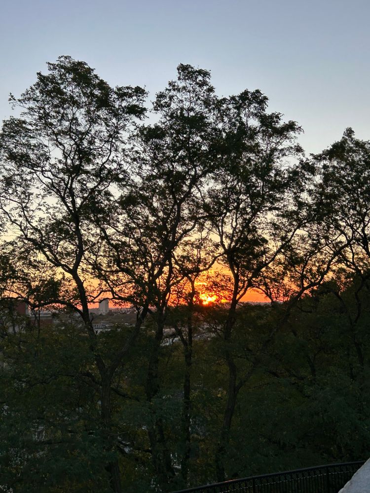 bright red sunset through trees