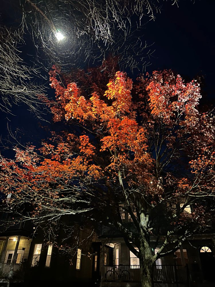 tree with bright orange and red leaves, and some branches that lost their good leaves already, dramatically lit by a street light 