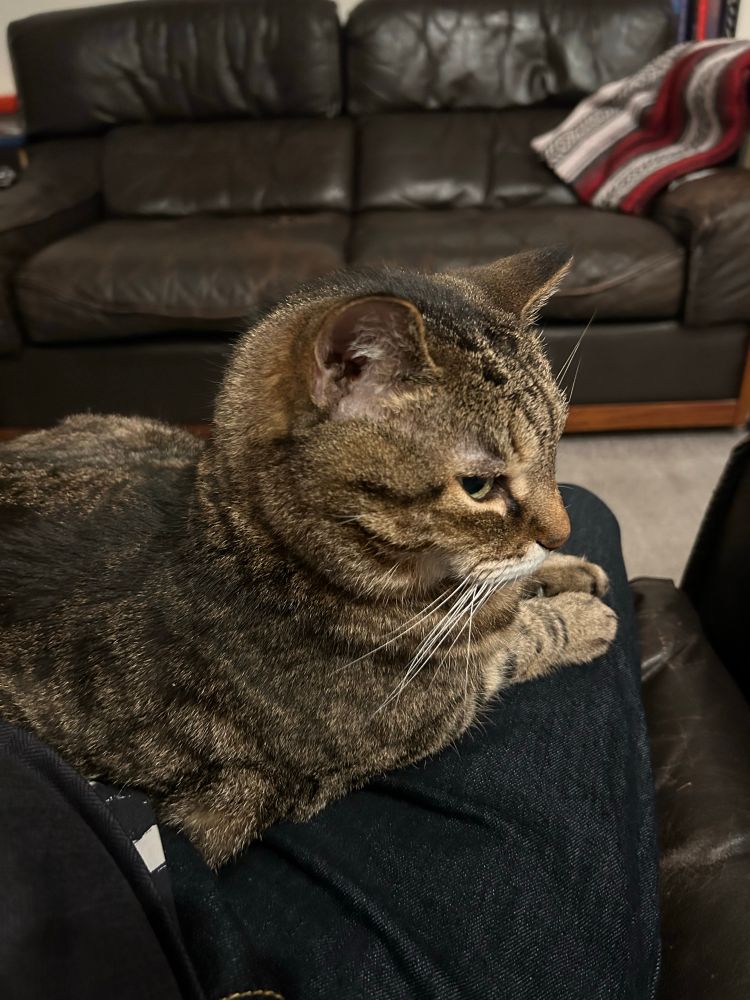 cat turning to give rachel “are you fucking kidding me” side eye