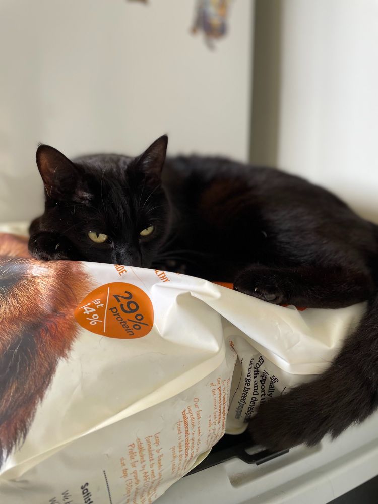 My neighbour's black cat laying on top of our puppy's large bag of biscuits looking like he is trying to sniff the food through the plastic of the bag.