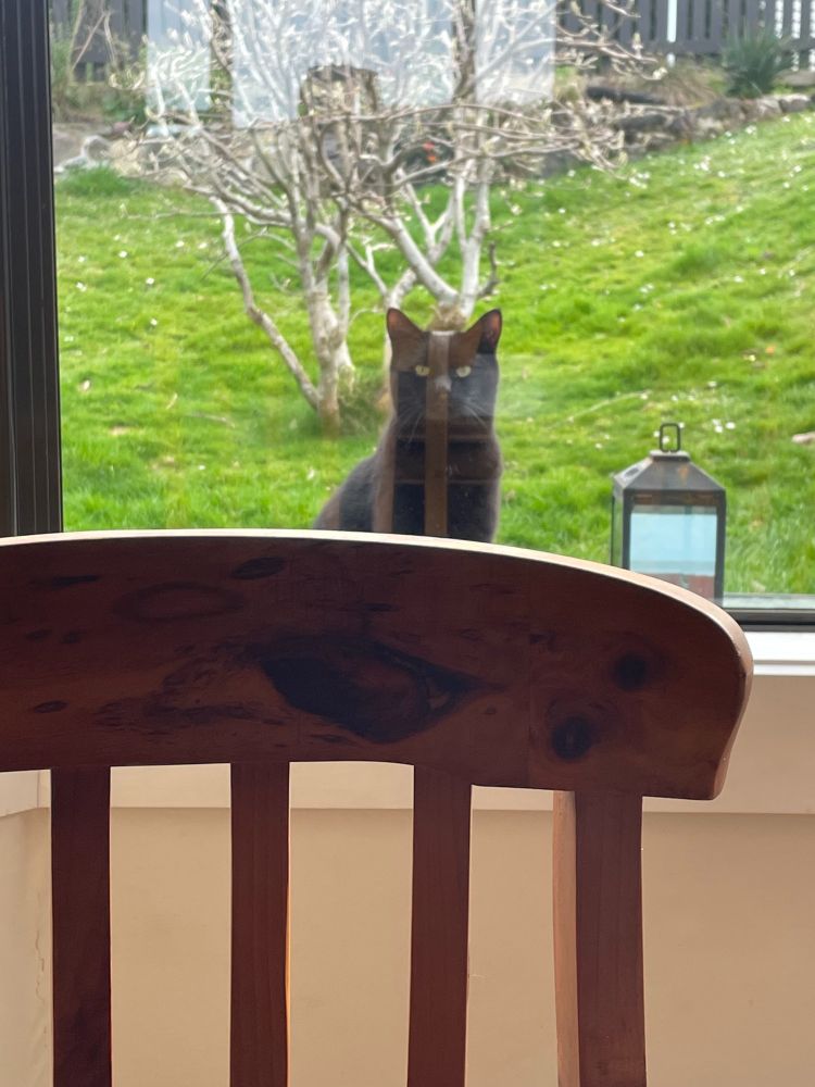 My neighbour's black cat sitting at our dining room window with a disapproving look on his furry little face