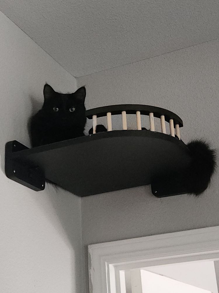 A fuzzy black cat with yellow eyes stares at the person holding the camera. 
The cat is dropped over a black corner shelf over a door, the railing on the shelf is between his head and the fluffy tail hanging off the other side. 