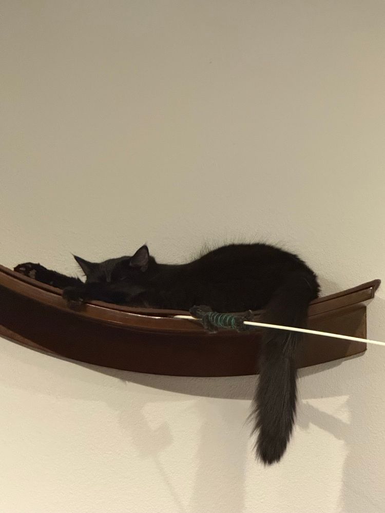 A fuzzy black cat asleep on a cat shelf. Tail hanging off, head resting on an arm, snuggled over his favorite toy (a plastic stick with a drink coozie wrapped around the end) 